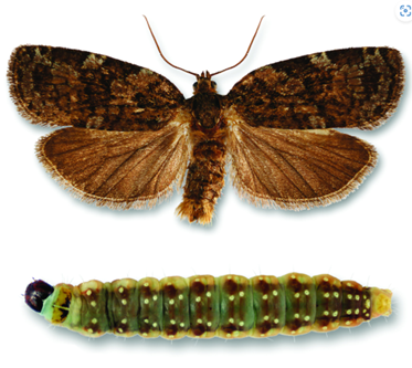 Gros plan d’une tordeuse des bourgeons de l’épinette aux stades papillon adulte et chenille